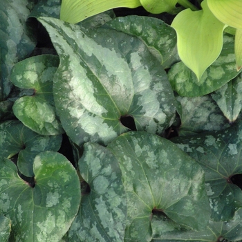 Asarum splendens - Showy Ginger