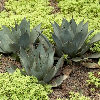 Agave parryi - Agave