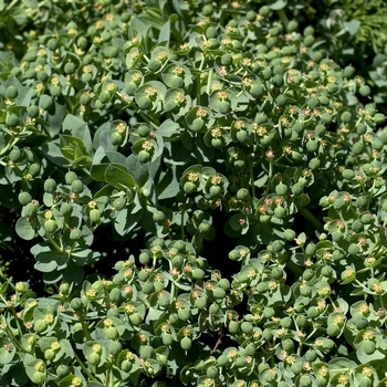 Euphorbia myrsinites - Donkey-Tail Spurge
