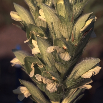 Acanthus balcanicus - Bear's Breeches