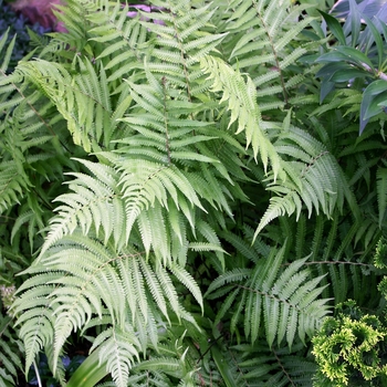 Thelpteris kunthii - River Fern