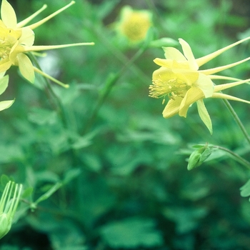 Aquilegia chrysantha var. hinckleyana - Texas Columbine