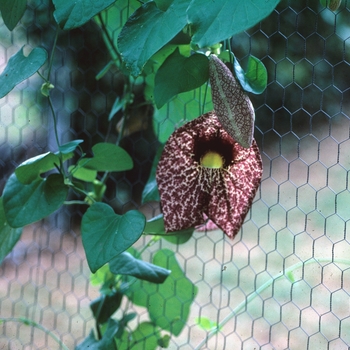 Aristolochia grandiflora - Large-flowered Dutchman's Pipe