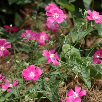 Callirhoe bushii - Bush's Wine cup