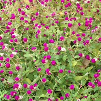 Gomphrena globosa - 'Purple' Globe Amaranth