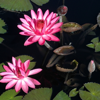 Nymphaea - 'Catherine Marie' Water Lily