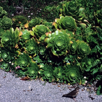 Aeonium spp. - Aeonium
