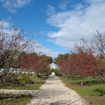 Malus - Crabapple