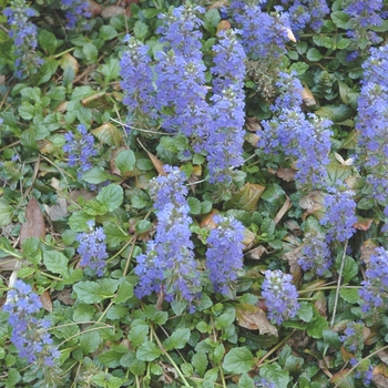 Ajuga reptans - Common Bugleweed