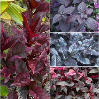 Alternanthera - Assorted