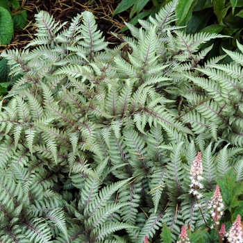 Athyrium - ''Wildwood Twist'' Japanese Painted Fern