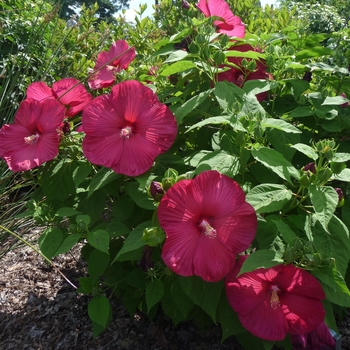 Hibiscus moscheutos (Hardy Hibiscus) - Luna™ 'Red'