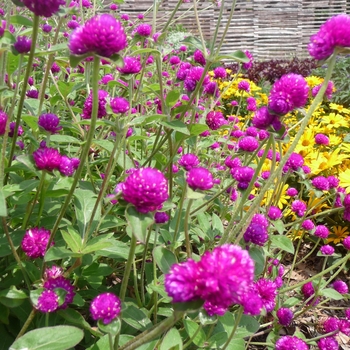 Gomphrena globosa (Globe Aramanth) - Las Vegas 'Purple'