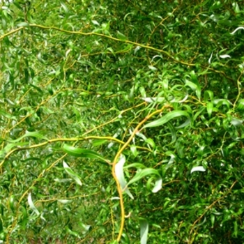 Salix matsudana - 'Golden Curls (Erythroflexuosa)' Corkscrew Willow