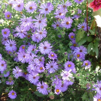 Aster oblongifolius - Aromatic Aster