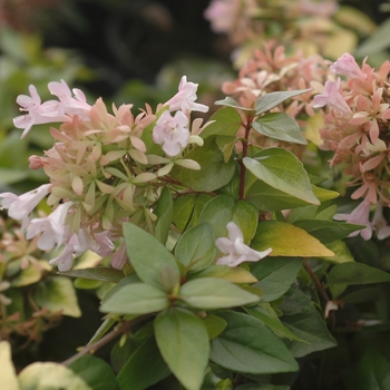 Abelia - 'Canyon Creek' Glossy Abelia