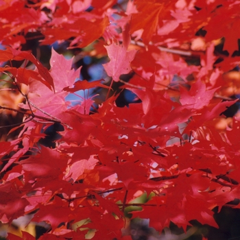 Acer - Red Maple