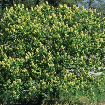 Aesculus glabra var. arguta - Texas Buckeye