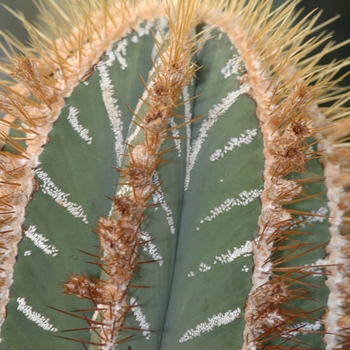 Astrophytum ornatum mirbellii - Cactus