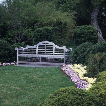 Buxus - Boxwood