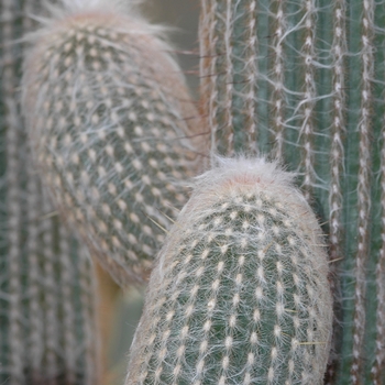 Espostoa lanata - Peruvian Old Man