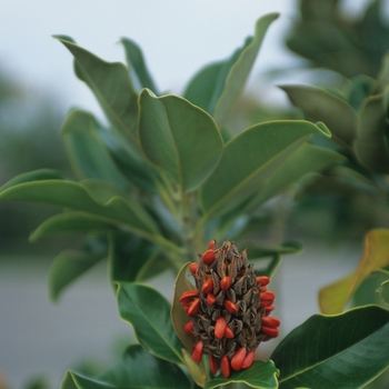 Magnolia grandiflora - 'Claudia Wannamaker' Southern Magnolia