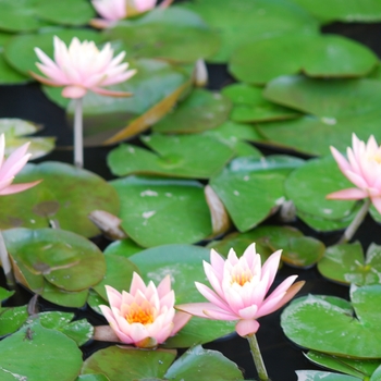 Nymphaea - 'Colorado' Waterlily