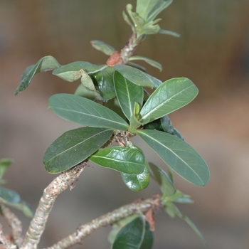 Adenium obesum - Desert Rose