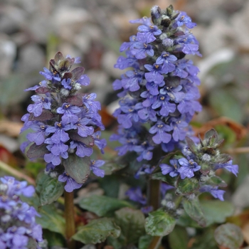 Ajuga reptans - 'Catlin's Giant' Bugleweed