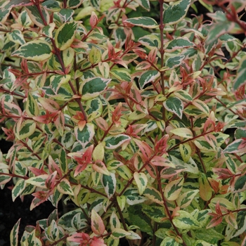 Abelia x grandiflora - 'Mardi Gras'