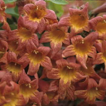 Bignonia capreolata - 'Tangerine Beauty' Cross Vine