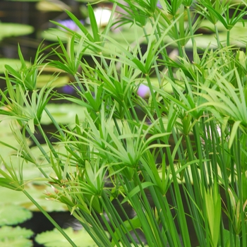 Cyperus alternifolis - Umbrella Plant