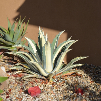 Agave americana var. medio-picta - 'Alba' White-Striped Century Plant