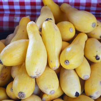 Cucurbita pepo - 'Straightneck' Summer Squash