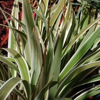 Dianella tasmanica - 'Variegata' Flax Lily