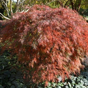 Acer palmatum var. dissectum COPY - 'Crimson Queen' Japanese Maple