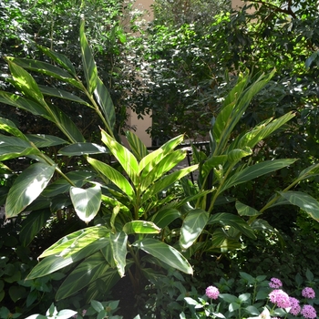 Alpinia zerumbet - 'Variegata' Shell Ginger