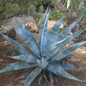 Agave gigantensis - Agave