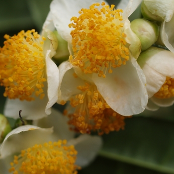 Camellia sinensis - Camellia
