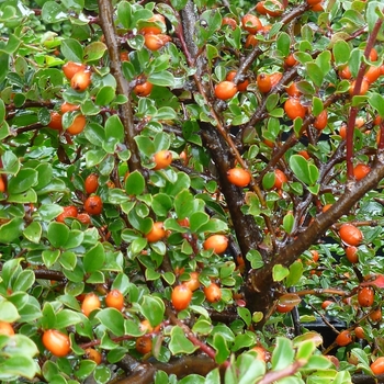 Cotoneaster horizontalis - Rock Spray Cotoneaster