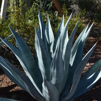 Agave weberi - Weber Agave