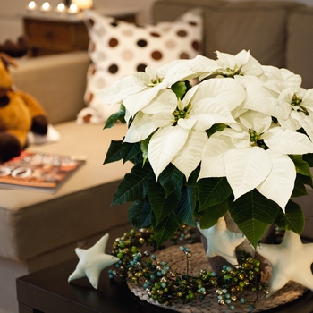 White Poinsettia - 'Glace'