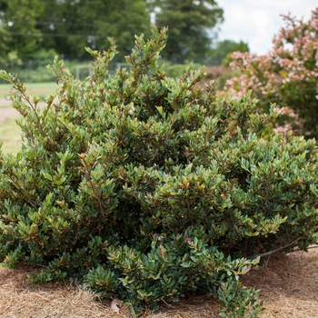 Distylium - Coppertone™
