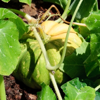 Cucurbita moschata - 'Fairytale' Pumpkin
