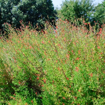 Anisacanthus quadrifidus var. wrightii - Flame Acanthus