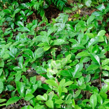 Marlberry - Ardesia Japonica