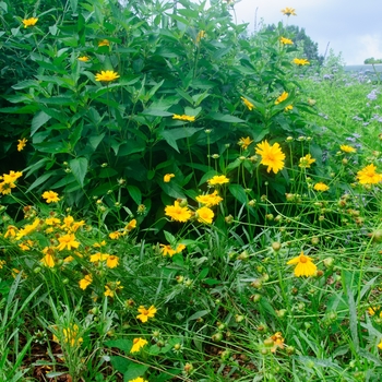 Coreopsis lanceolata - Lanceleaf Coreopsis