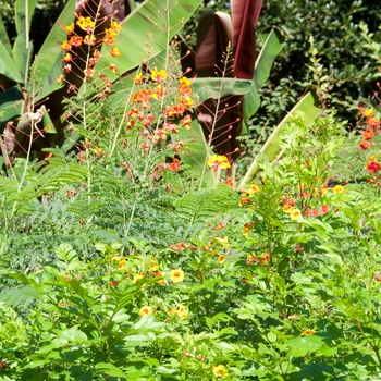 Caesalpinia pulcherrima - Pride of Barbados