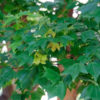 Acer buergerianum - Trident Maple