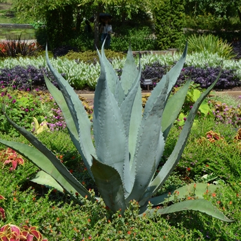 Agave americana - Century Plant